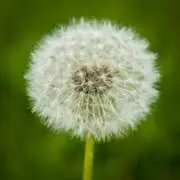 I-Makeawish.com Favicon