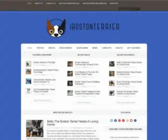 Ibostonterrier.com(Boston) Screenshot