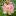 Indiecoffeehouse.com Favicon