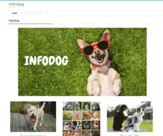 Infodog.xyz(Home) Screenshot