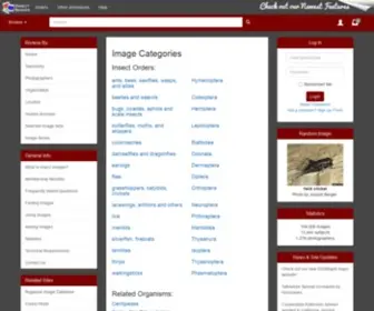 Insectimages.org(Insect Images) Screenshot