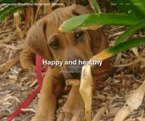 Jarracadakennels.com.au(Jarracada Rhodesian Ridgeback Kennels) Screenshot