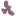Joanieloveschachi.com Favicon