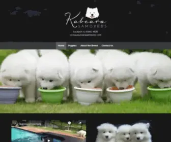 Kabearasamoyeds.com(Samoyed Breeder In Lockport IL) Screenshot