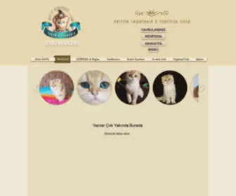 Kediperisi.com(Scottish Fold & British Shorthair yavru Türkiye 2018) Screenshot