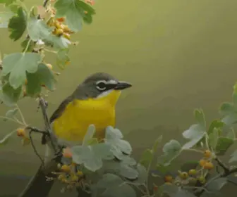 Kerncrestaudubon.org(Serving our Environment) Screenshot