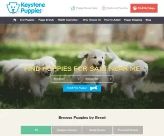 Keystonepuppies.com(Puppies For Sale) Screenshot