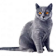 Kindsofcats.org Favicon