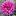 Kitsapdahlias.org Favicon