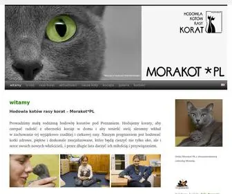 Koraty.pl(Hodowla kotów rasy KORAT) Screenshot