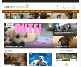 Labradorfeed.com(News, Photos, Videos & More) Screenshot