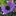 Laineysbouquets.ca Favicon