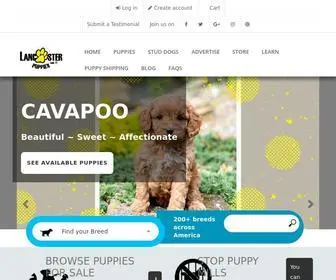Lancasterpuppies.com(Puppies for Sale) Screenshot