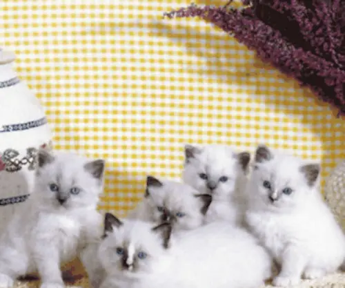 Lexesdolls.com(Ragdoll Cat Breeders) Screenshot