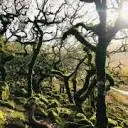 Lostrainforestsofbritain.org Favicon