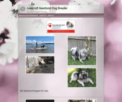 Lovecraftkeeshond.com(Lovecraft AKC Keeshond) Screenshot