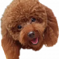 Luckypoodlepupshome.com Favicon