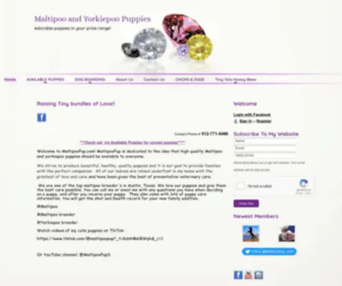 Maltipoopup.com(Maltipoo Puppies for Sale) Screenshot