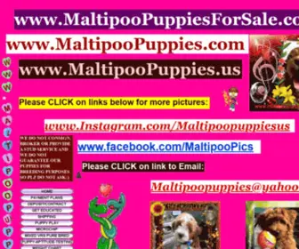 Maltipoopuppies.us(Maltipoo puppies for sale) Screenshot