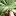 Medicalcannabis.co.il Favicon