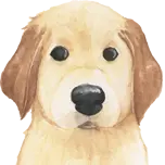 Mein-Golden-Retriever.de Favicon