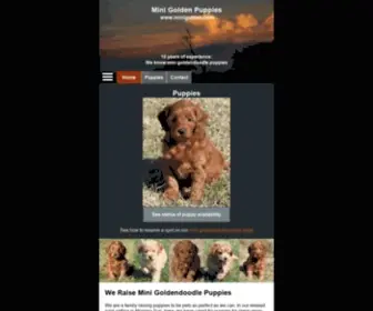 Minigolden.com(Irish Mini Goldendoodle Puppies for sale) Screenshot