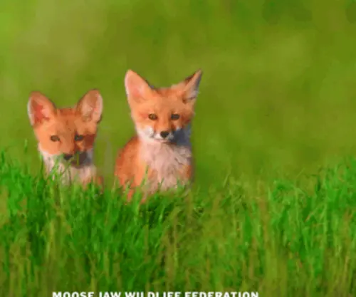 Mjwildlife.ca(Branch of the Saskatchewan Wildlife Federation) Screenshot