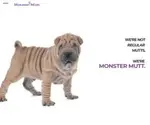 Monstermutt.com Screenshot