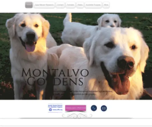 Montalvogoldens.com(English Cream Golden Retriever Breeder Atlanta Georgia South Puppies) Screenshot