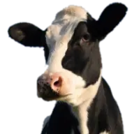 Moo-Productions.com Favicon