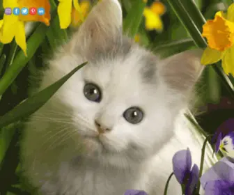 Mycatslovers.com(Only for cat lovers) Screenshot