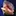 Naplesseashellcompany.com Favicon