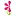 Nativewildflowers.net Favicon