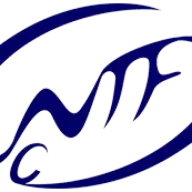 Netefe.com Favicon