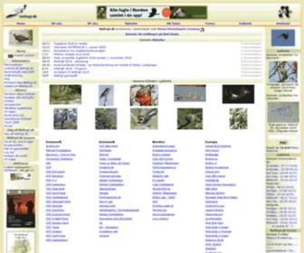 Netfugl.dk(Om fugle og feltornitologi i Danmark) Screenshot