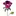 Northernflorist.ca Favicon