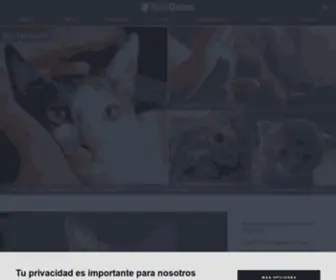 Notigatos.es(Noti Gatos) Screenshot