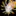 Nudibranch.org Favicon