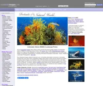 Oceanwideimages.com(Ocean Nature & Wildlife Stock Photo Library) Screenshot