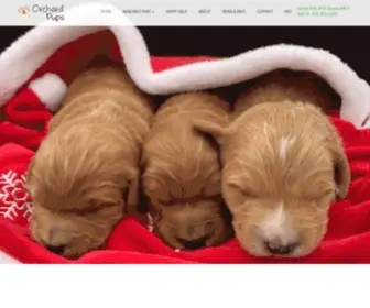 Orchardpups.com(Puppy for sale) Screenshot