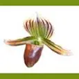 Orchidee91.com Favicon