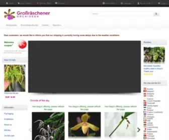 Orchideenwlodarczyk.de(Großräschener Orchideen) Screenshot