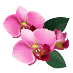 Orquideamania.com Favicon