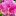 Orquideas.eu Favicon