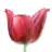 Osmanlicakelam.net Favicon