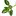 Outofthyme.com.au Favicon