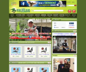 P-Jingo.com(通營勁鴿網) Screenshot