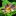 Pangu51.com Favicon