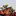 Patha.org Favicon