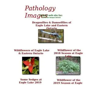 Pathologyimagesinc.com(Pathlogy Images) Screenshot